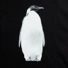 Холщовая сумка Принтэссенция Like a Penguin, черная